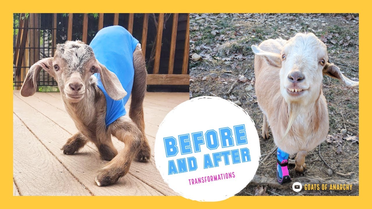 Rescued Animals Make DRAMATIC Transformations