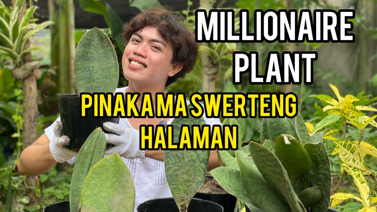 MILLIONAIRE PLANT? DADAMI DAW ANG PERA MO SA HALAMAN NA ITO?
