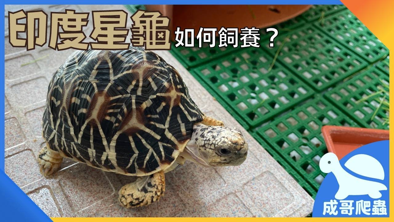 《寵物飼養教學》如何飼養「印度星龜」丨印度星龜品種介紹！丨成哥Chenge