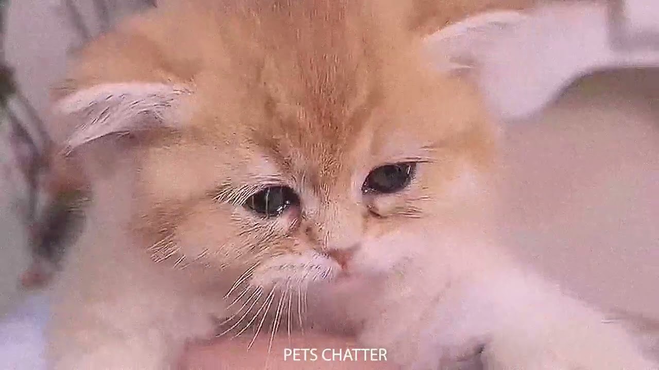 Cute kittens playing around to make you feel calm and happy  ♥