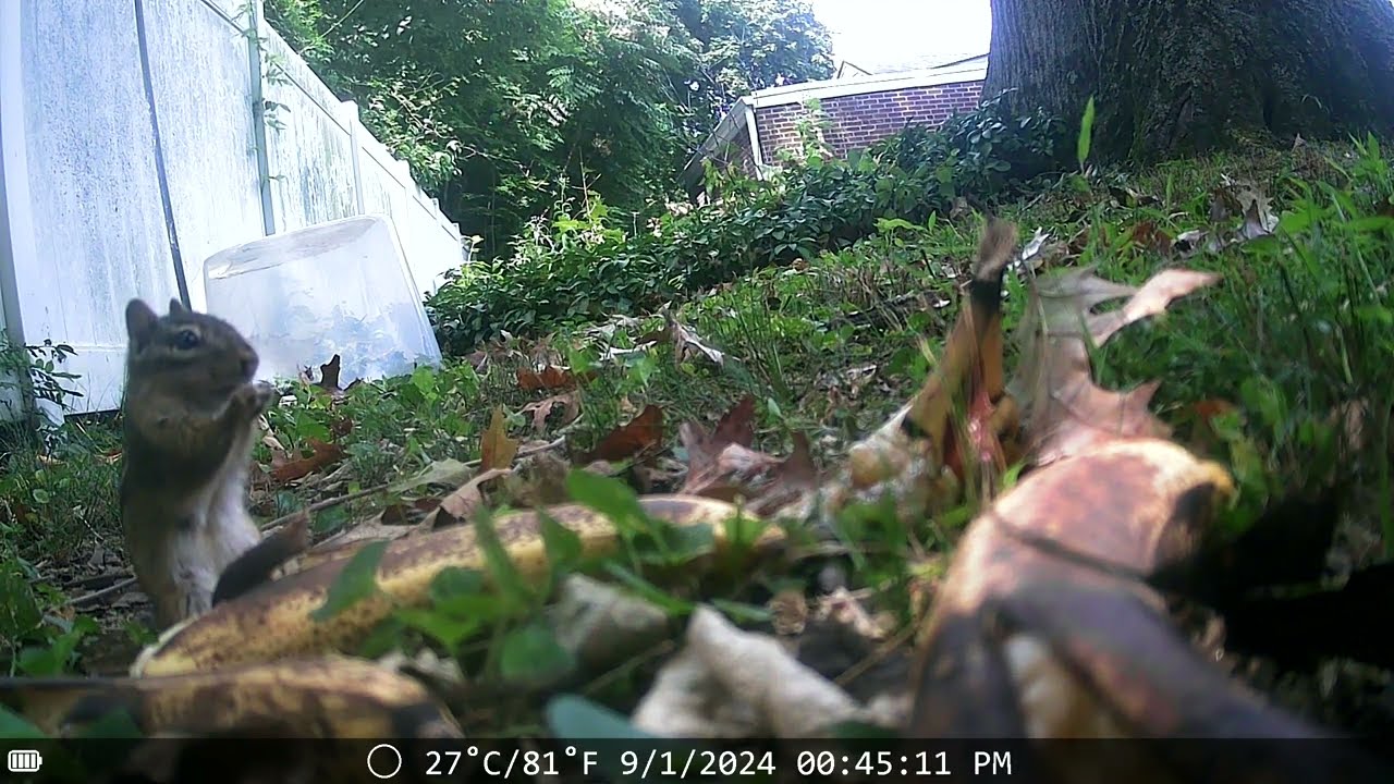 Eastern chipmunk in Pennsylvania on trail cam