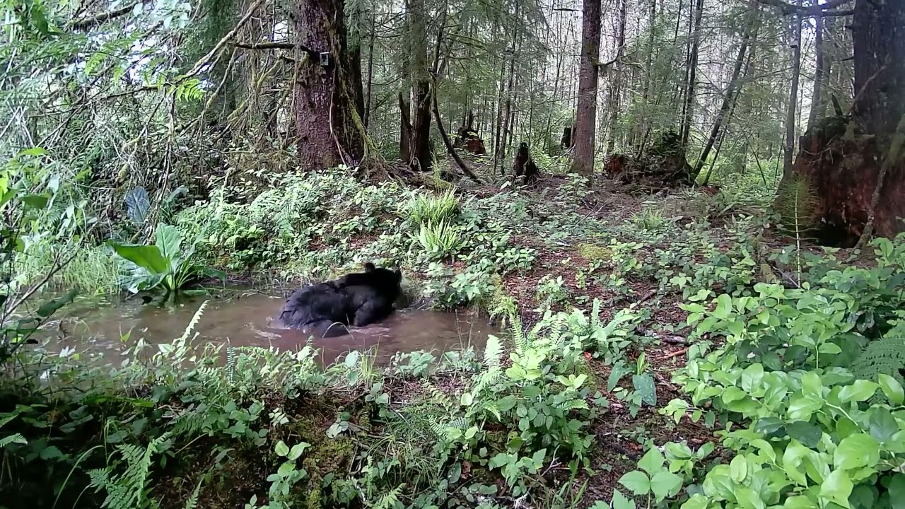 Gardepro E6 Trail Camera - Bear rubs a log while in the water.  You got respect his rub motivation.