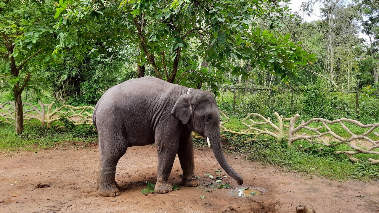 ಸಕ್ಕರೆ ಬೈಲು ಆನೆ ಬಿಡಾರ | Elephant Camp at Sakkarebailu