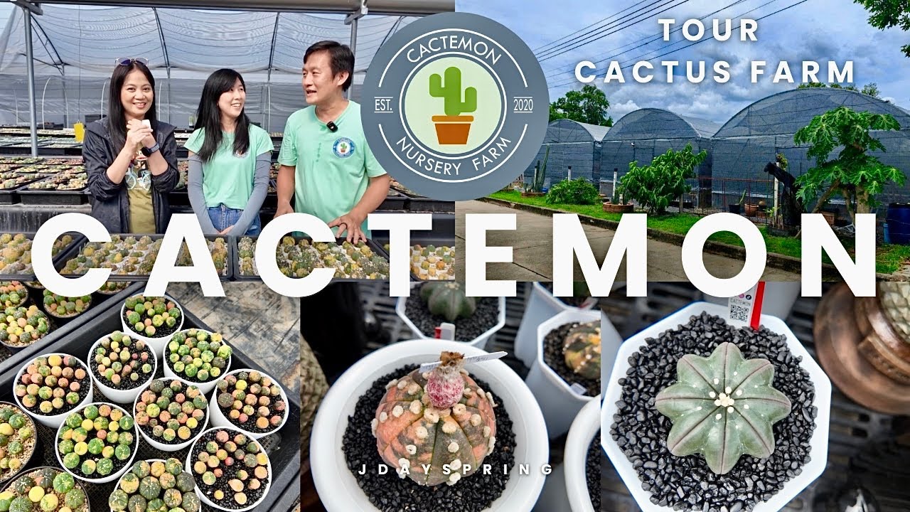 Tour Cactus Farm:🌵Cactemon Nursery Farm | Beautiful of Astrophytum variegated and other species