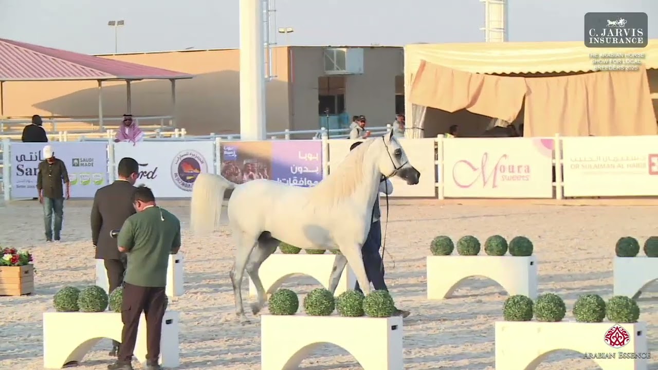 N 276 SULTAN N   The Arabian Horse Show For Local Breeders 2025   Stallions 4 6 Years Old   Section