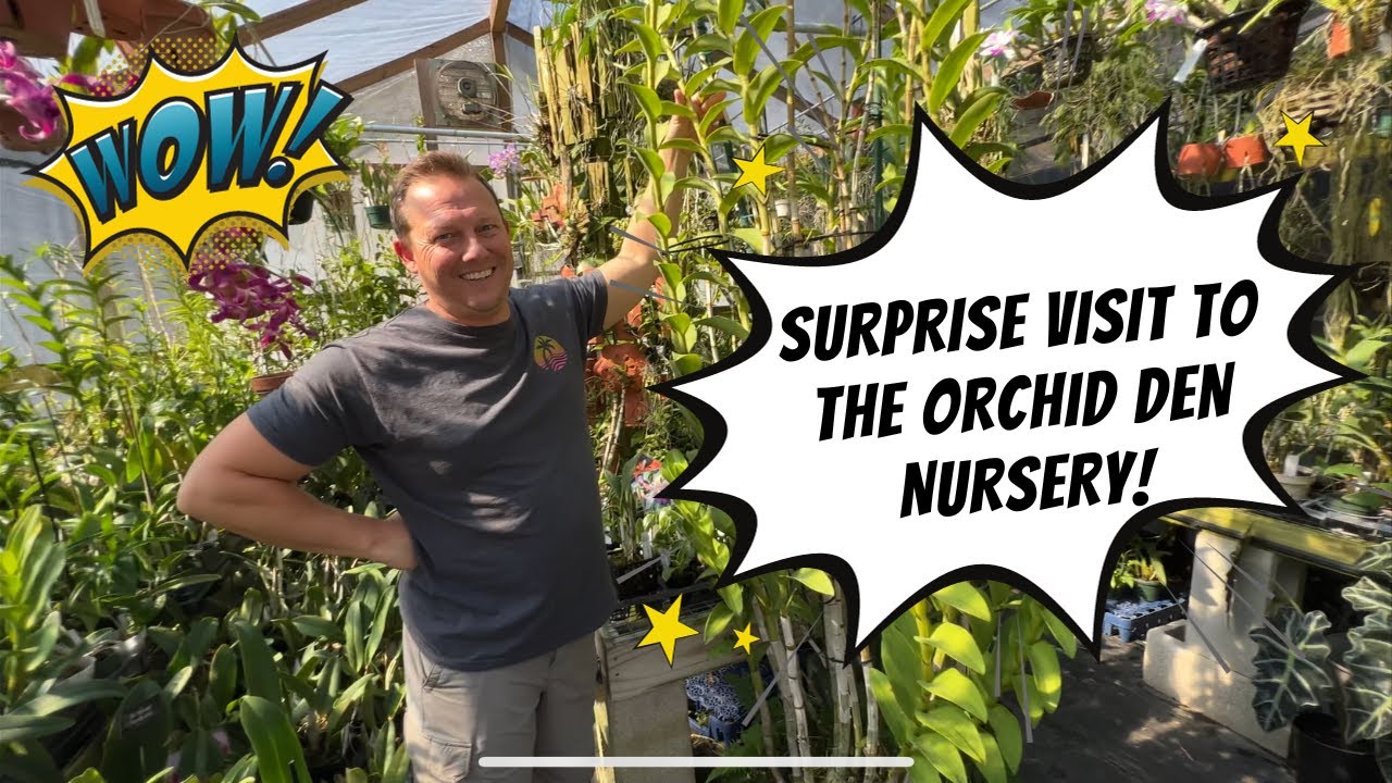 Surprise Visit To The Orchid Den Nursery