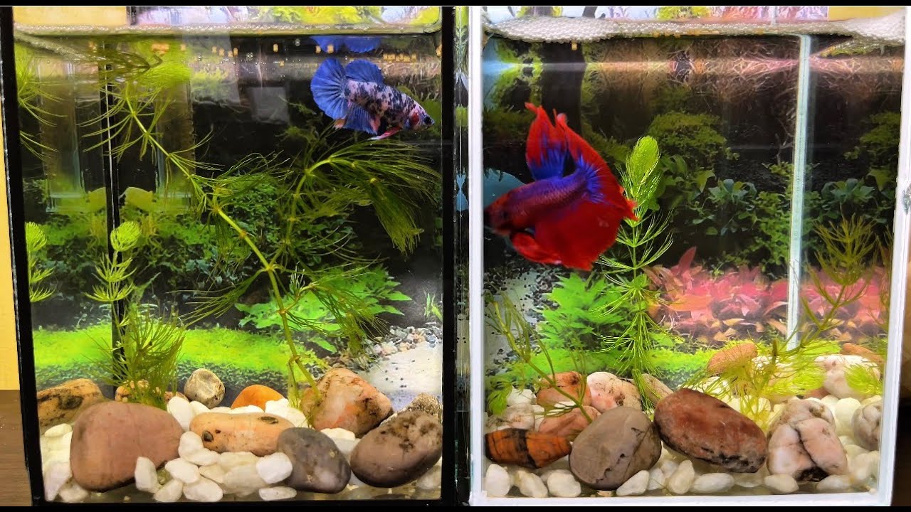 Finishing up on my tank refresh video🌿Both of my Bettas seem much more active in their clean setups