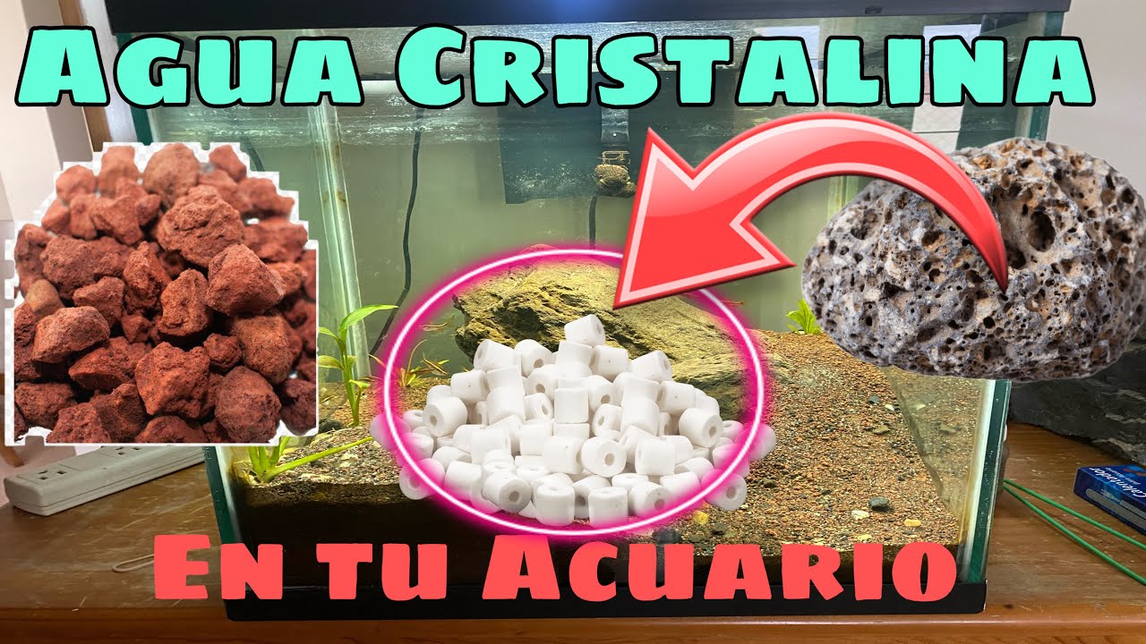 SECRETO para tener el AGUA💦 CRISTALINA en tu  ACUARIO | AGUA CRISTALINA en mi PECERA 💎