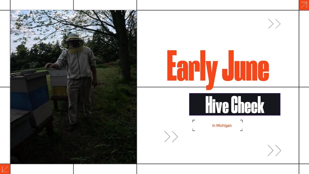 Early June Hive Check