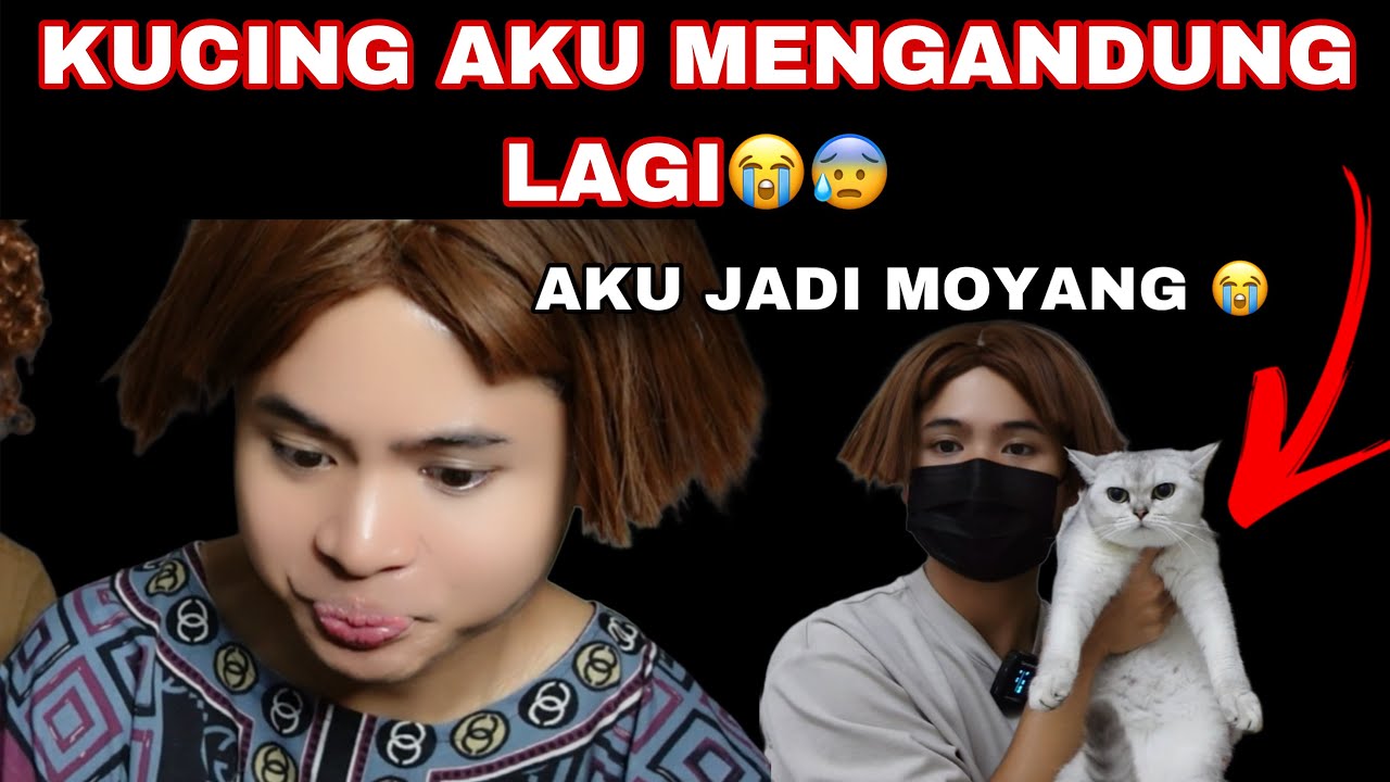 KUCING AKU MENGANDUNG LAGI😰😭| AKU JADI MOYANG DAH 😭‼️