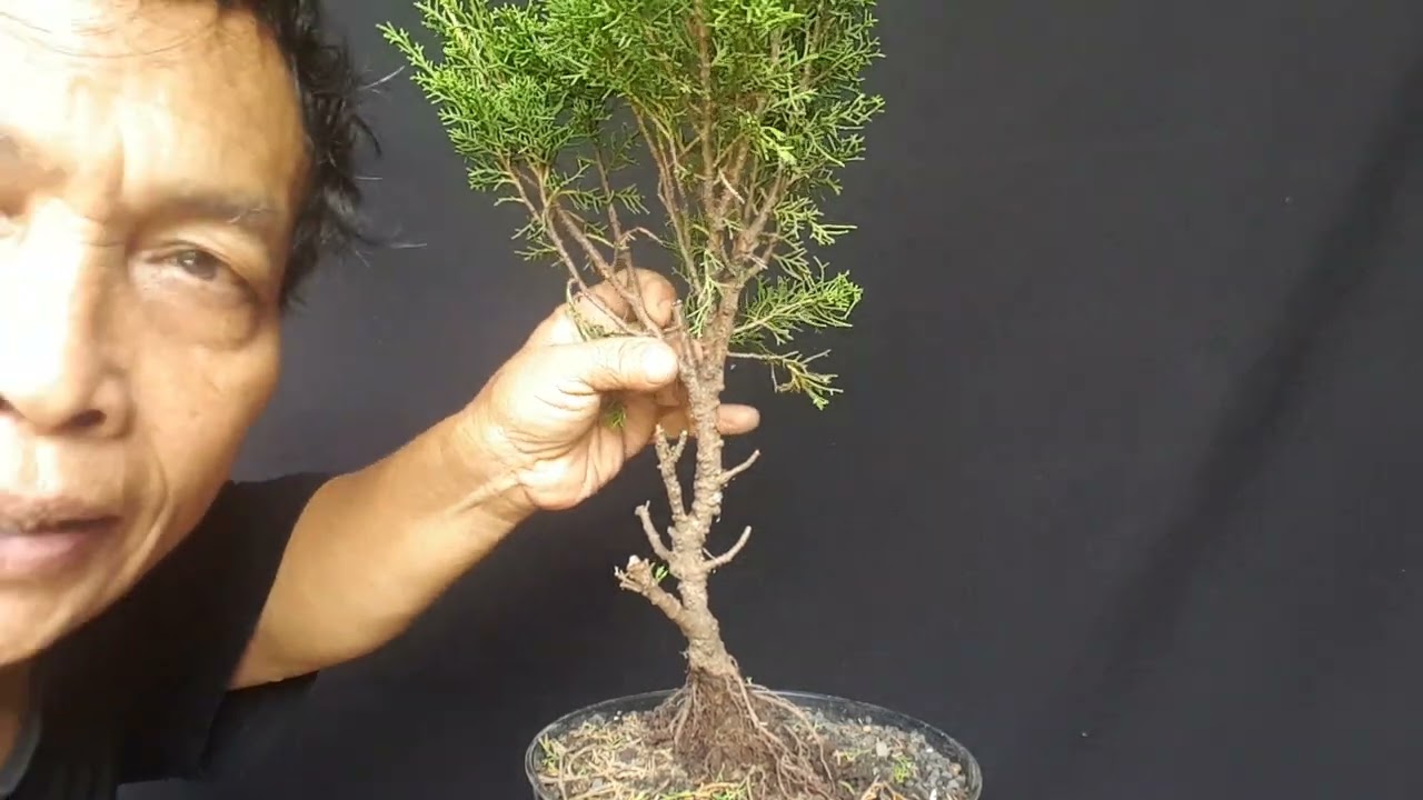 tutorial bagi pemulah hanya bahan 50 ribu jadi bonsai jooooozz