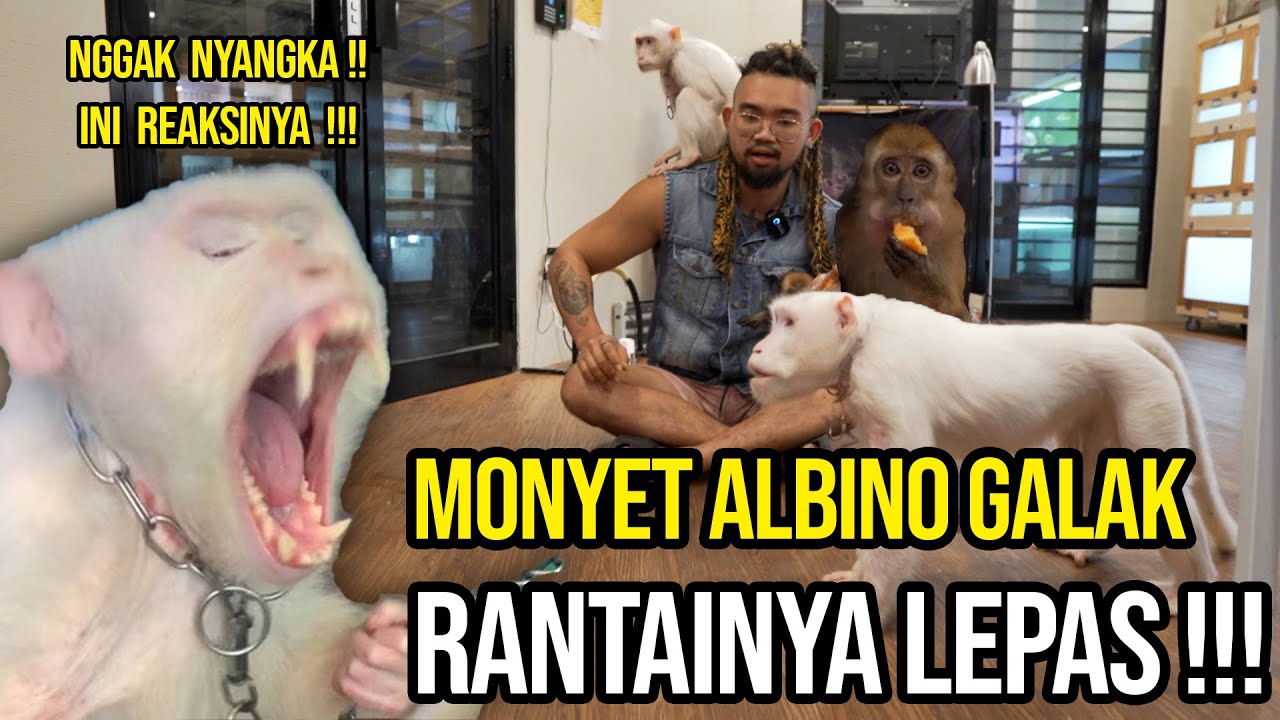 RANTAI DILEPAS!!! MONYET ALBINO GALAK AKHIRNYA LEPAS RANTAI!! HAPPY ENDING?