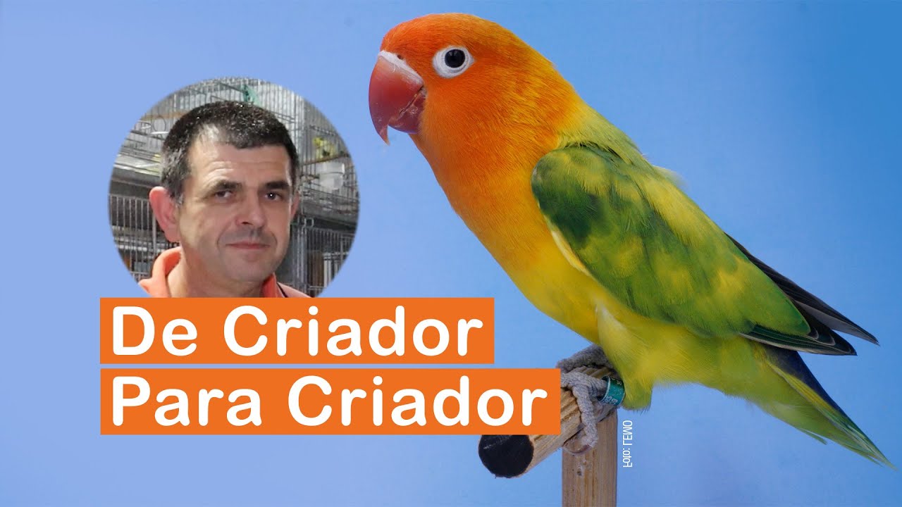 De Criador Para Criador  •  Nelson Borchardt • Agapornis Fischer
