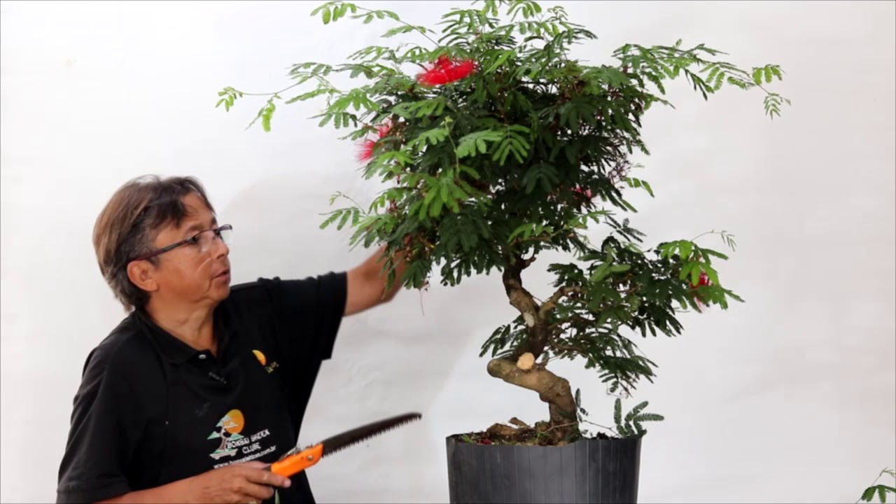 Poda radical - Caliandra vermelha