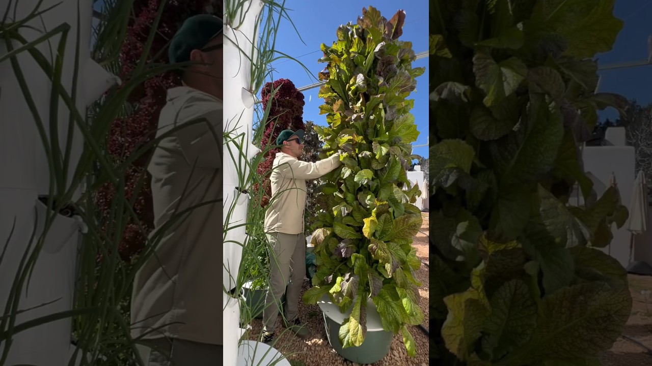 Vertical farming with mustard-greens on aeroponic tower. #gardening #recipe #farming #propagation