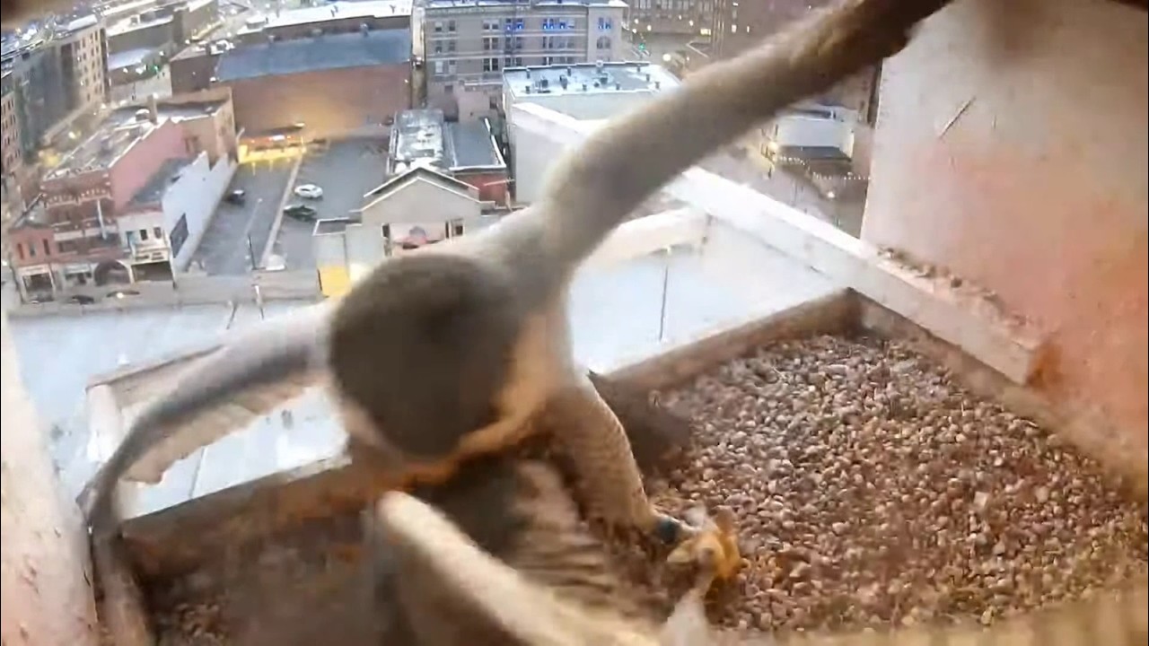 US Bank La Crosse Falcons. Unbanded female and Elaine fight in nest box approx 7 am - 03-08-2026