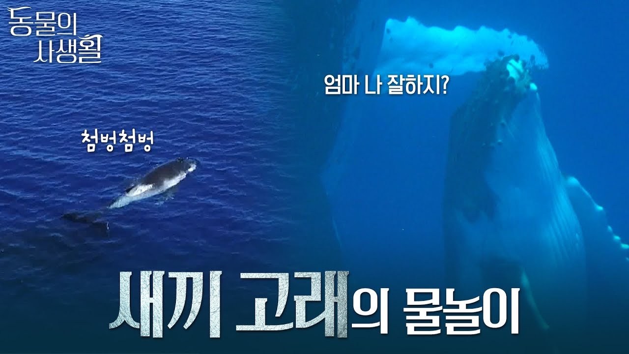 혹등고래 새끼 물놀이 하는 영상🐬 [#동물의사생활] | KBS 방송