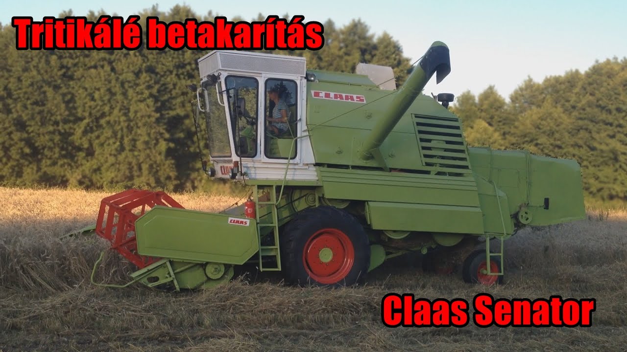 Tritikálé betakarítás | Claas Senator, Mtz 50