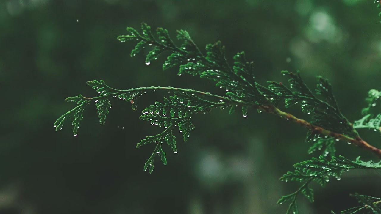 RELAXING MUSIC PINE TREE FOREST MOUNTAINS &bull; Meditation Music, Sleep Music, Ambient Study Music