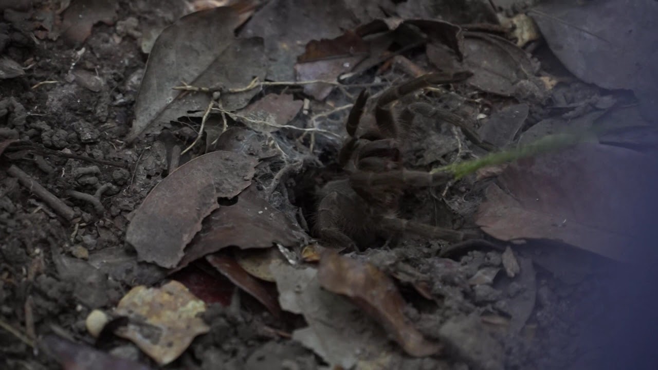 Tarantula tickling