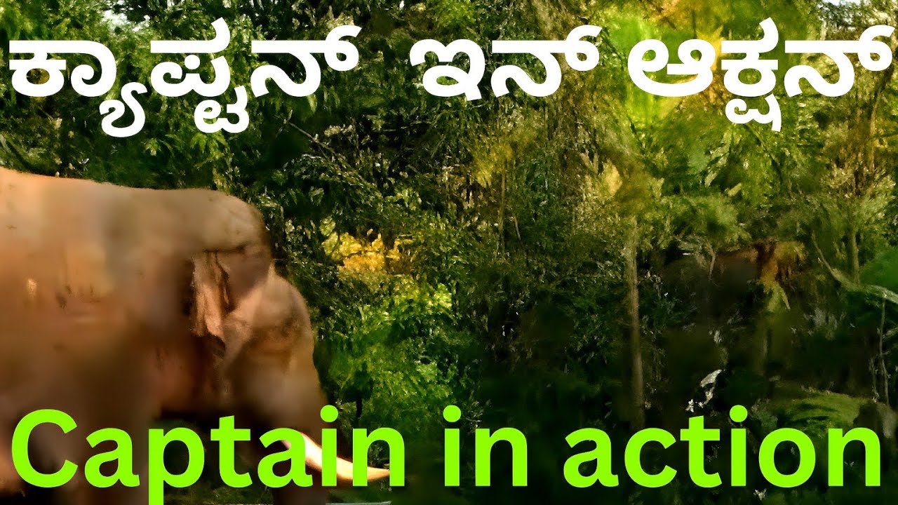ಕ್ಯಾಪ್ಟನ್ ಇನ್ ಆಕ್ಷನ್ 