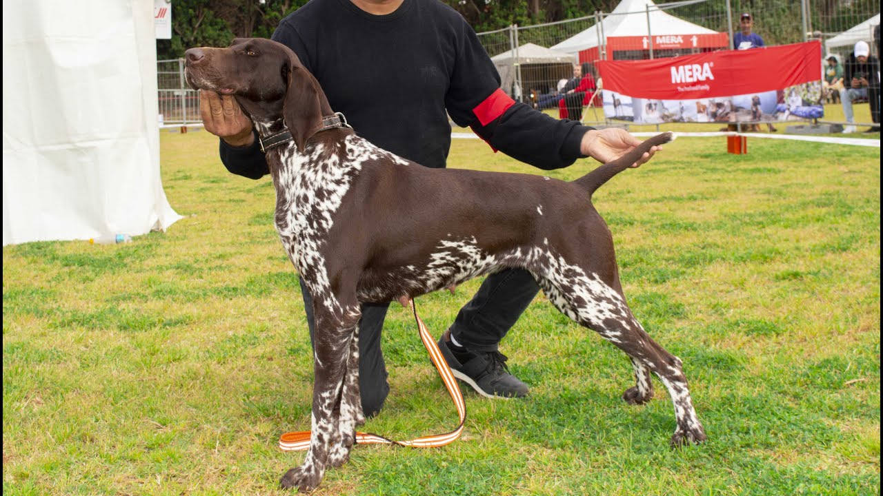 Compétition internationale des chiens de chasse (groupe 7)