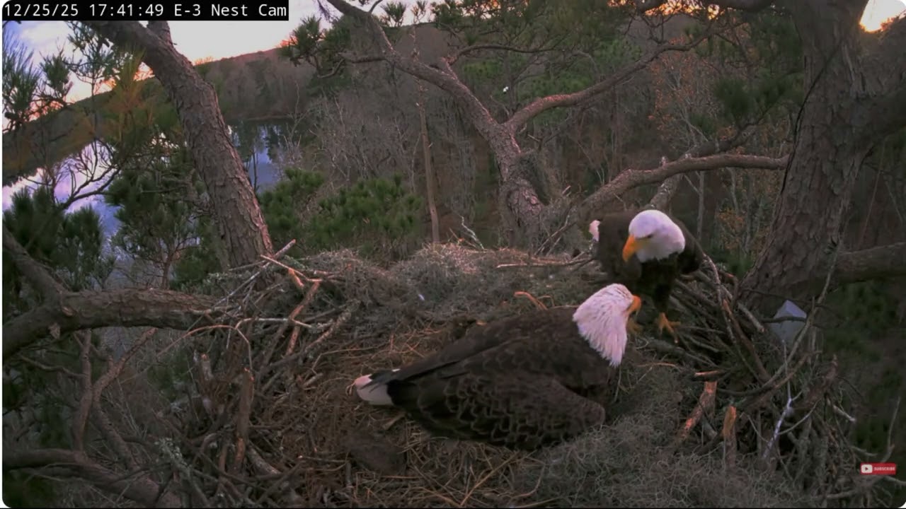Andria III lays a second egg in the presence of Alex II bald eagle Kisatchie National Forest E-3