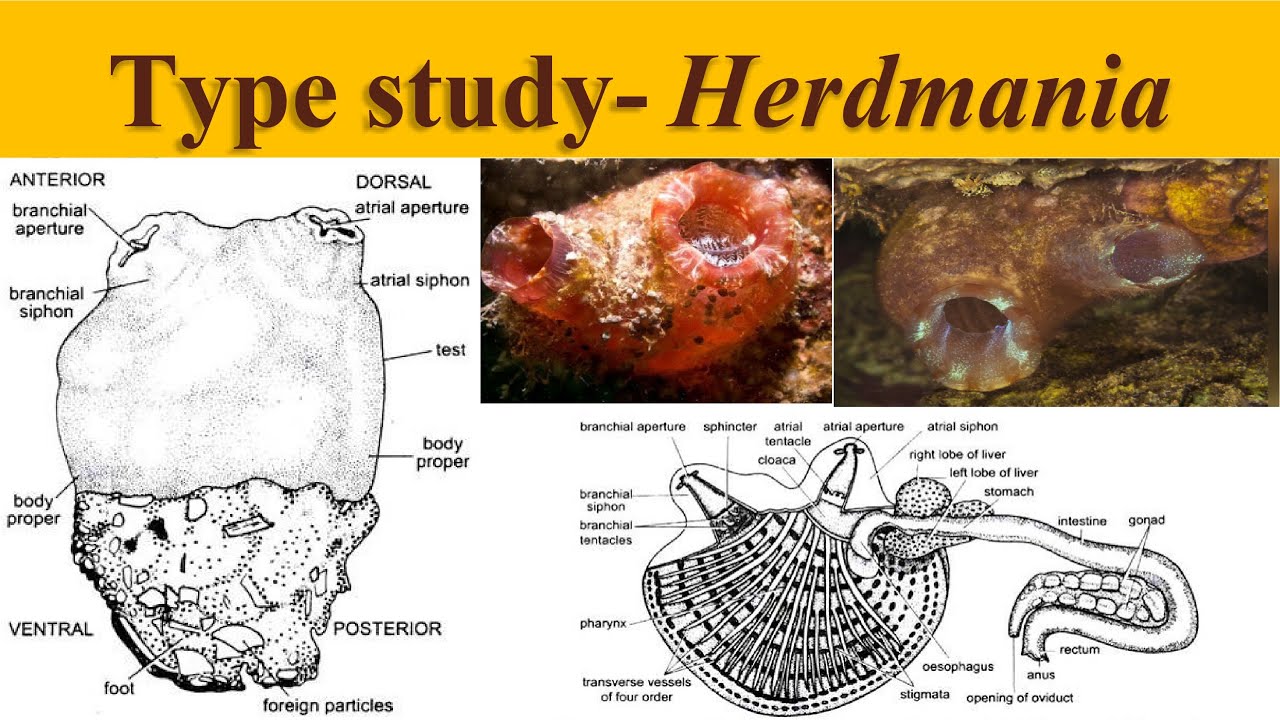 Herdmania | Type Study of Herdmania | Urochordata | Herdmania