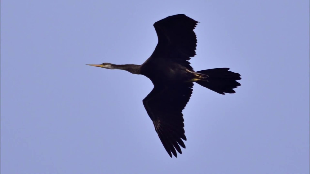 Oriental Darter/ Indian Darter
