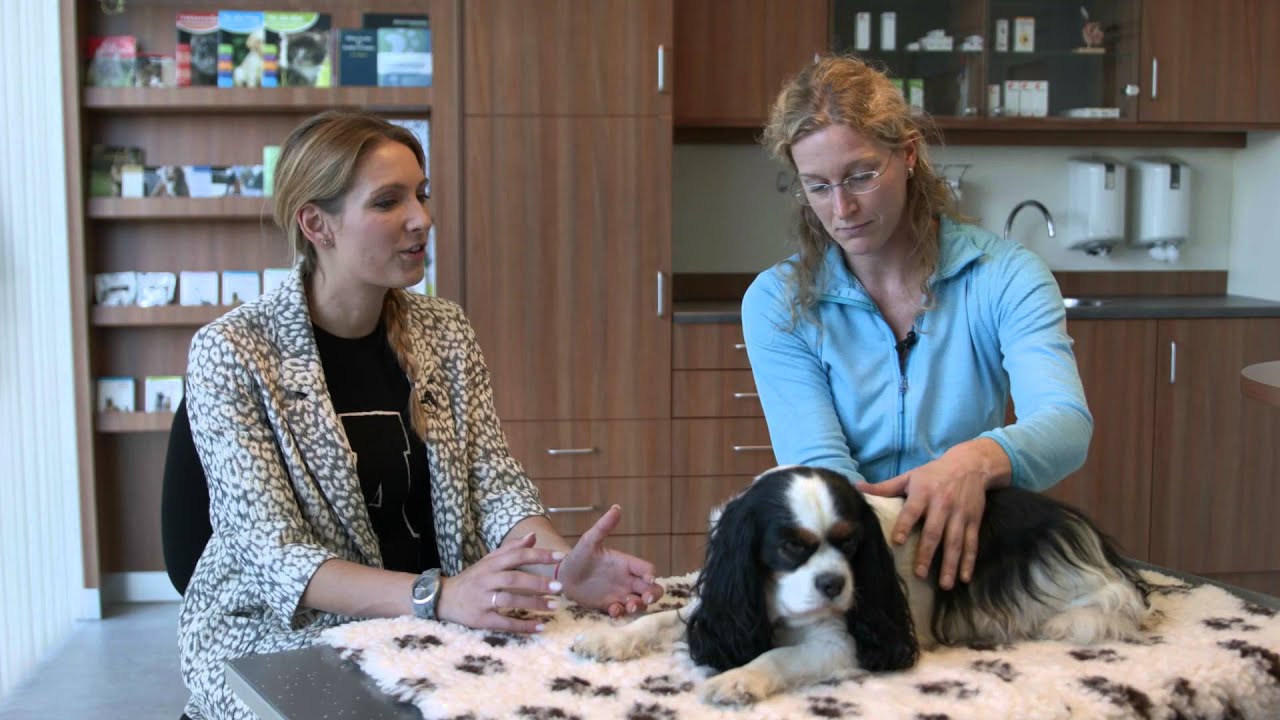 Hondenosteopatie