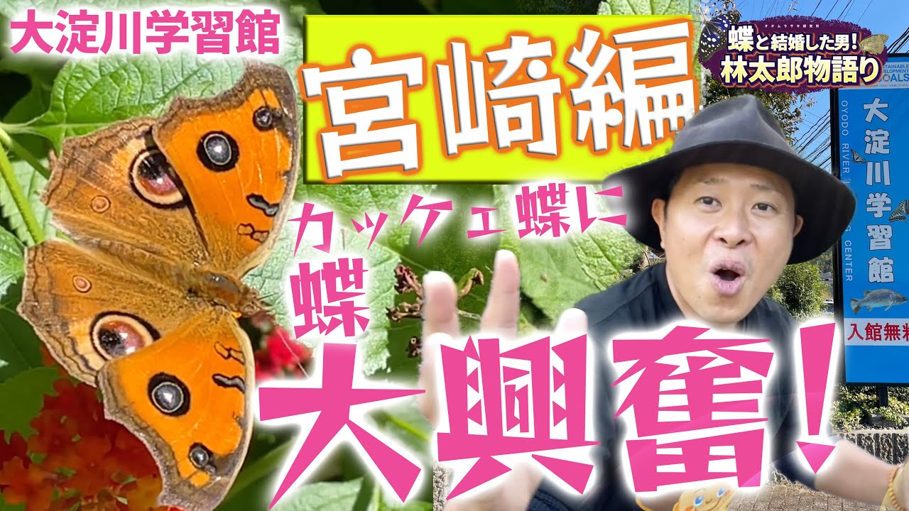 【宮崎県＃1】大淀川学習館に行ってみたら最高だった！初めての宮崎県ちょうちょの旅！　蝶太郎物語りNo.236