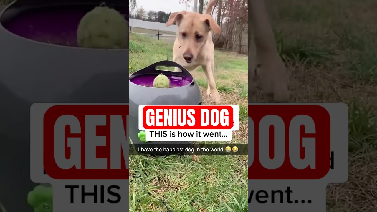 Meet the Genius Dog That Masters Fetch Without You!