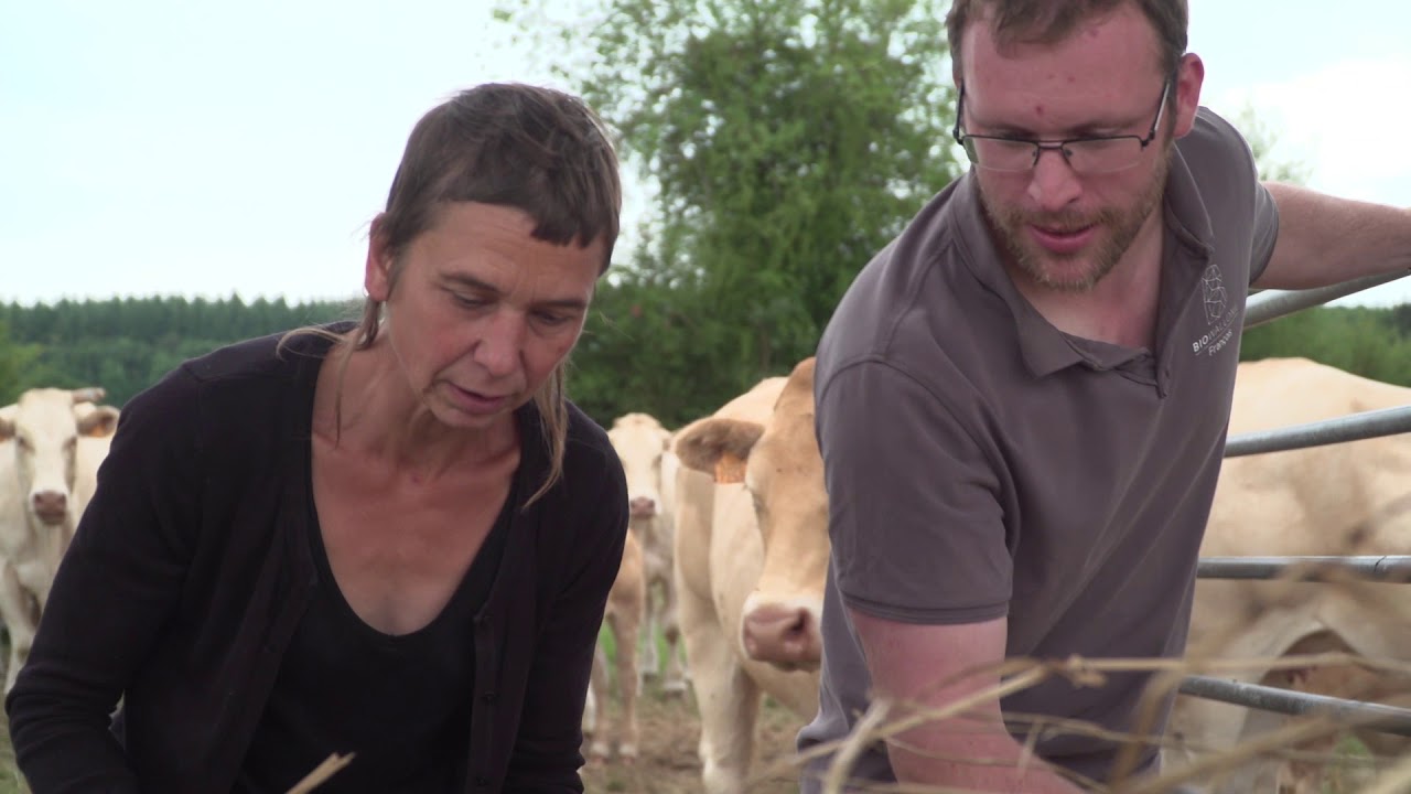 Les céréales immatures