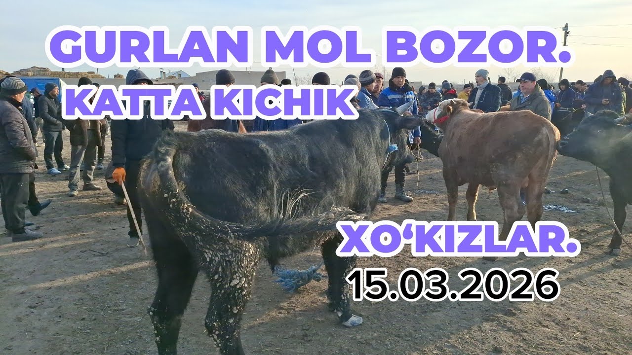 GURLAN KATTA YOSH 🦬🦬🦬BOQILADIGAN XO‘KIZCHALAR NARXLARI ERTALAPKI SAVDOLAR. 11-MART