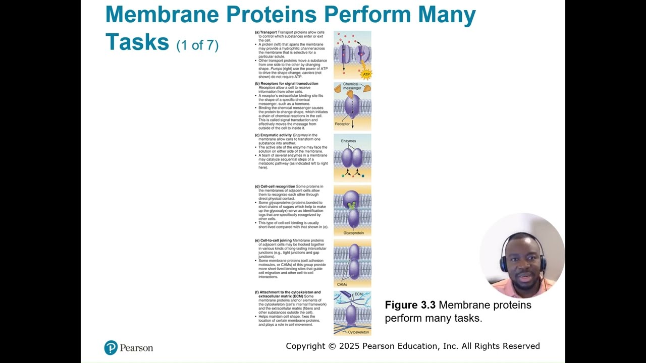 Plasma Membrane Explained
