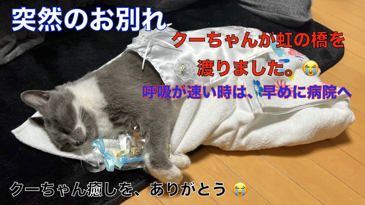 突然のお別れ😭愛猫クーちゃん😿 さようなら😭（2023年５月４日午前１１時３０分永眠）ごめんね！ありがとね！https://www.youtube.com/@kibo5000/videos