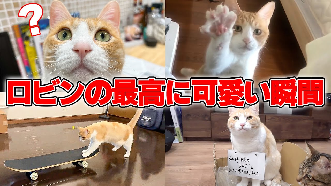 視聴者さんが選んだロビンの最高に可愛いシーン集！！！①