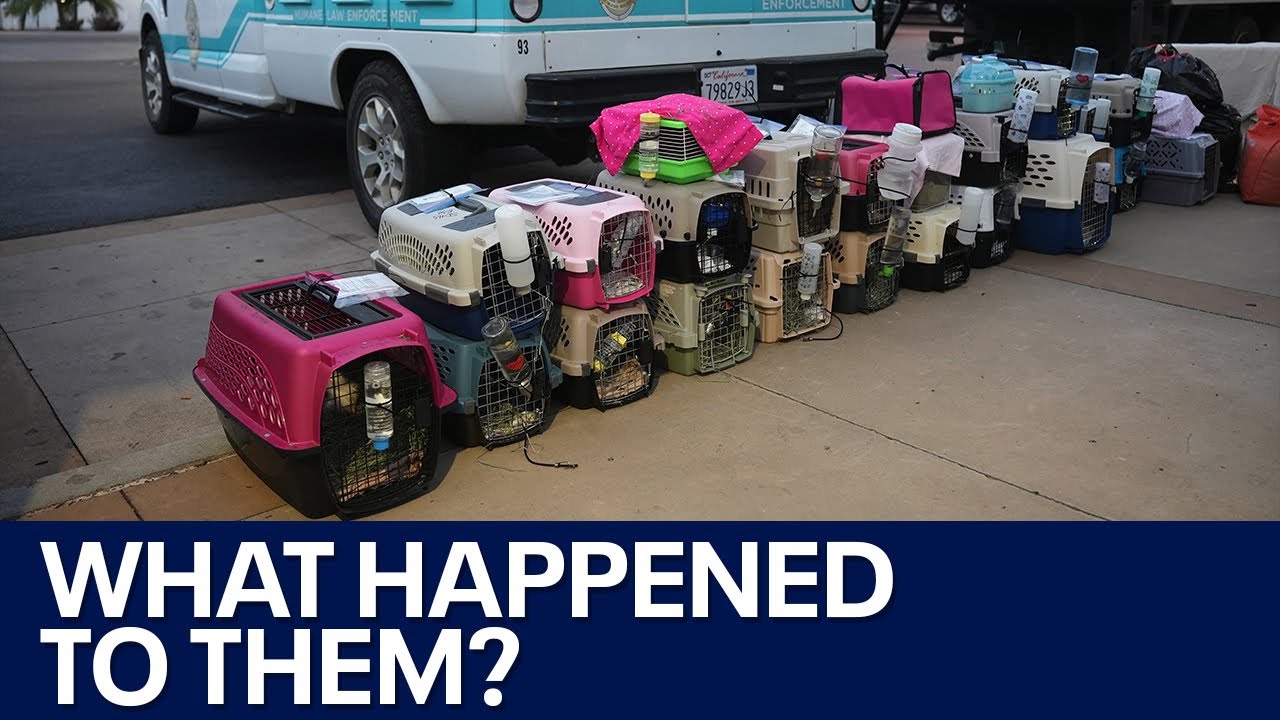 Small animals sent to Tucson humane society went missing, CA group claims