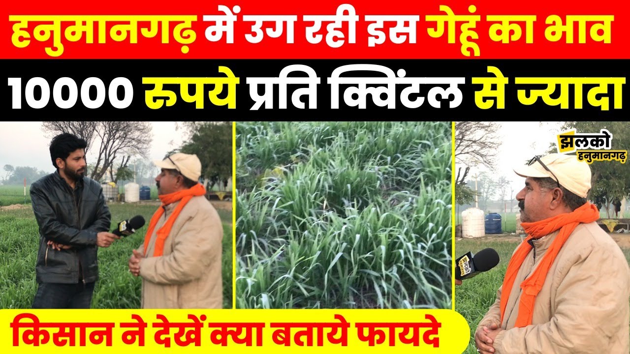 Hanumangarh में हो रही खपली गेहूं की खेती जिसके भाव जानकर आप भी रह जाओगे हैरान ~ Jhalko