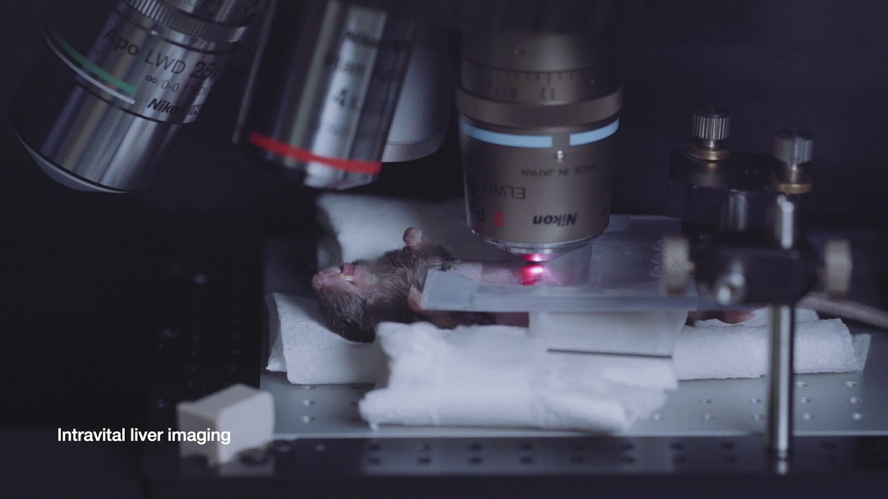 Various applications for IntraVital Microscopy