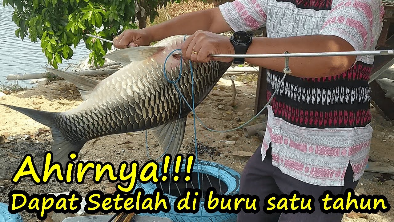 AKHIRNYA!!! Spearfishing  Danau Toba mendapat IKAN BESAR ini setelah di buru satu tahun.