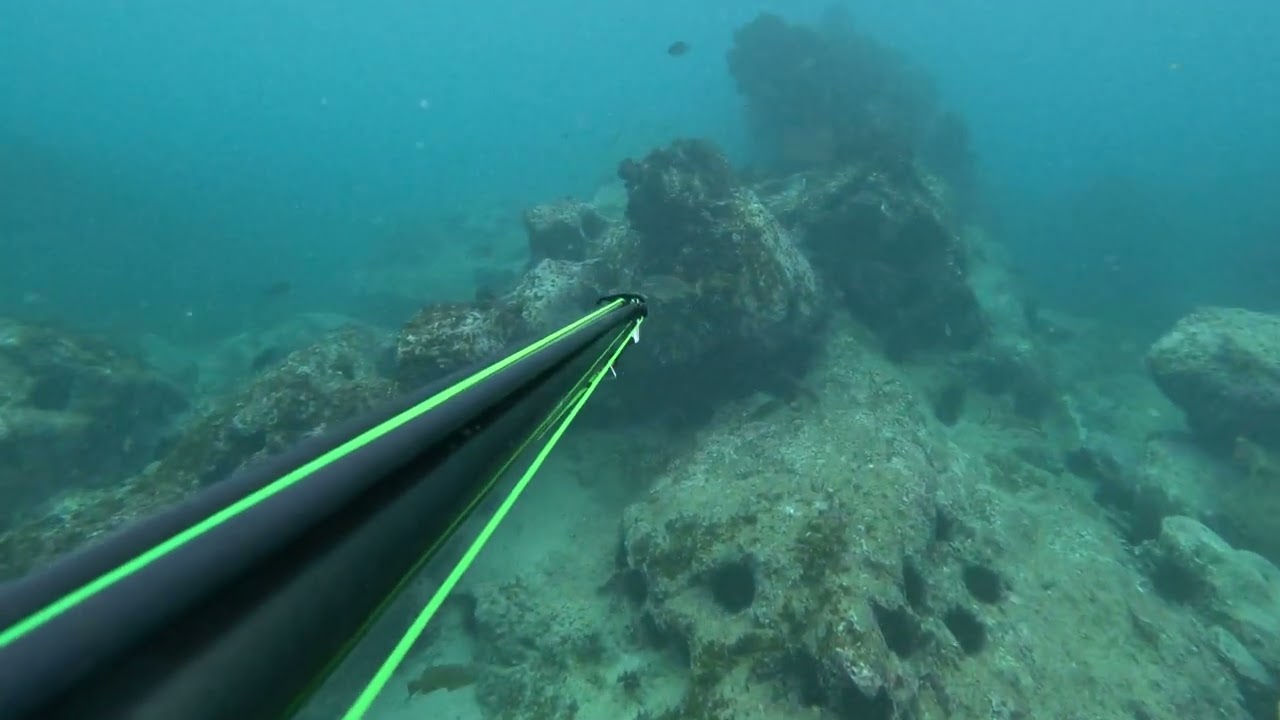 Spearing a red  Morwong