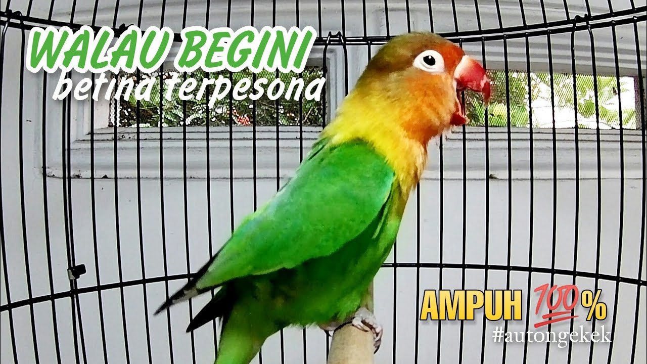 Lovebird jantan memanggil betina, Masteran lovebird ampuh untuk pancingan