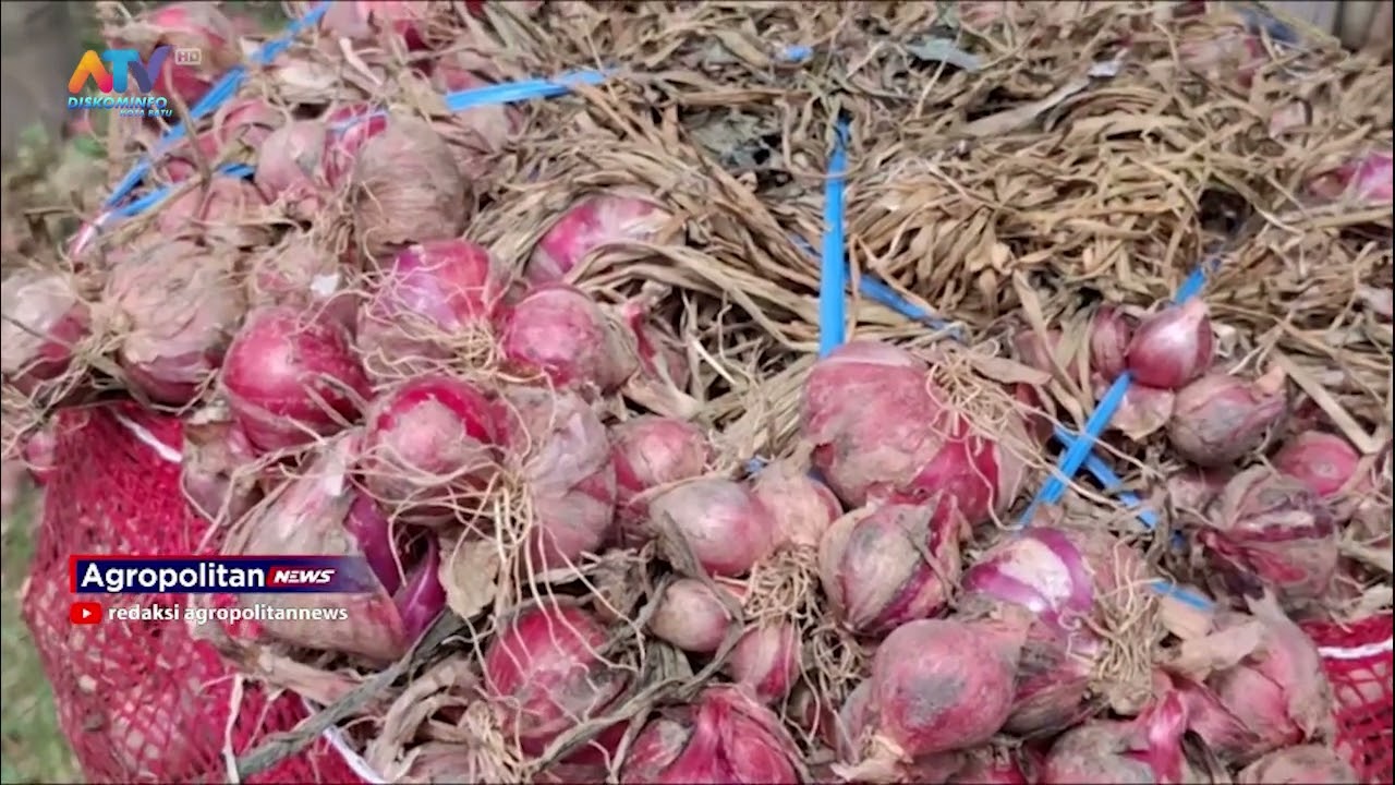 PANEN RAYA BERLANGSUNG, HARGA BAWANG MERAH  KEMBALI TURUN | ATV MALANG RAYA