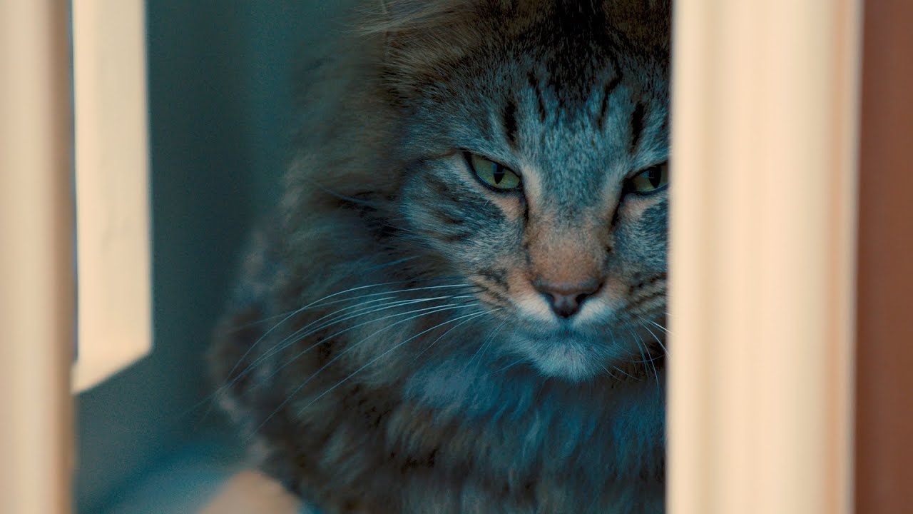 Cat Town helps cats find the 'purrfect' home | Localish
