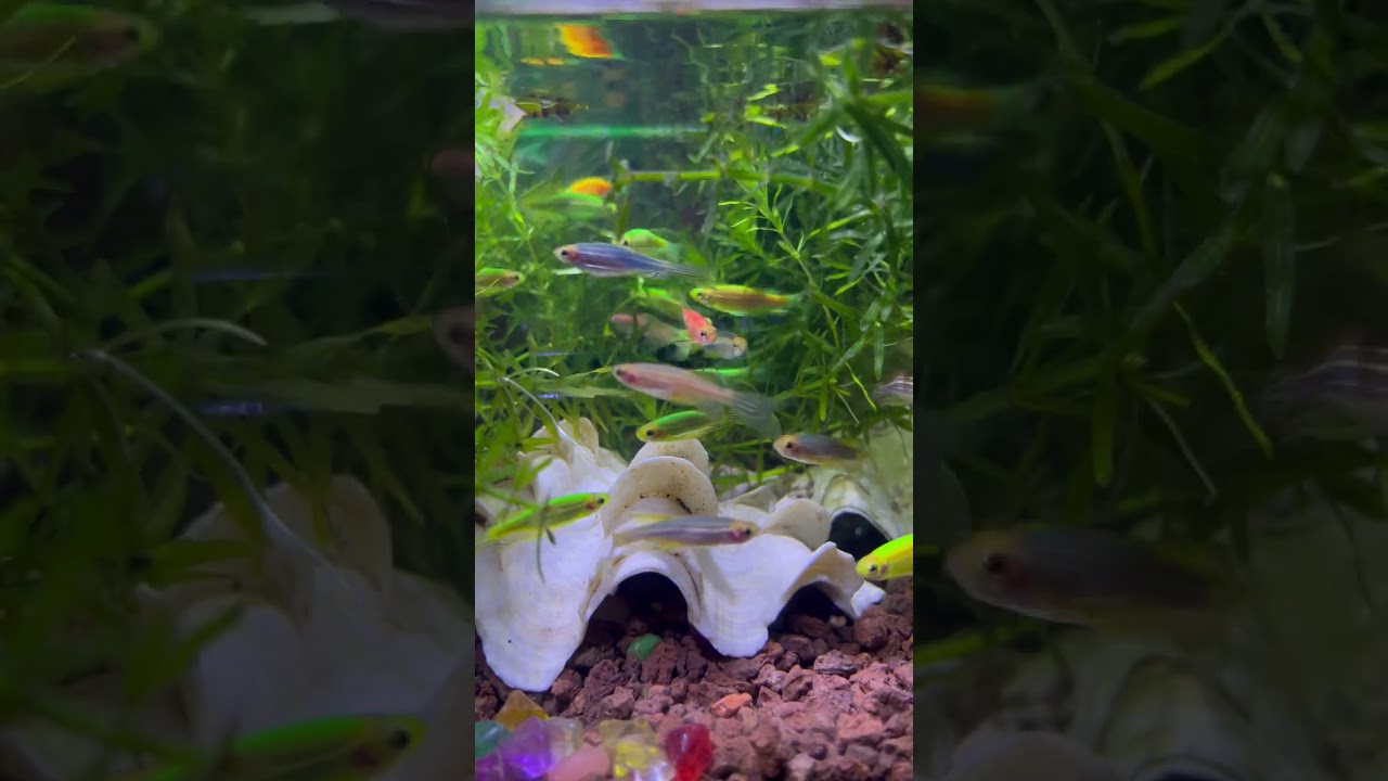 Relaxing Music With Relax Swimming Couple Fish II Relaxing Music For Sleep and Dream
