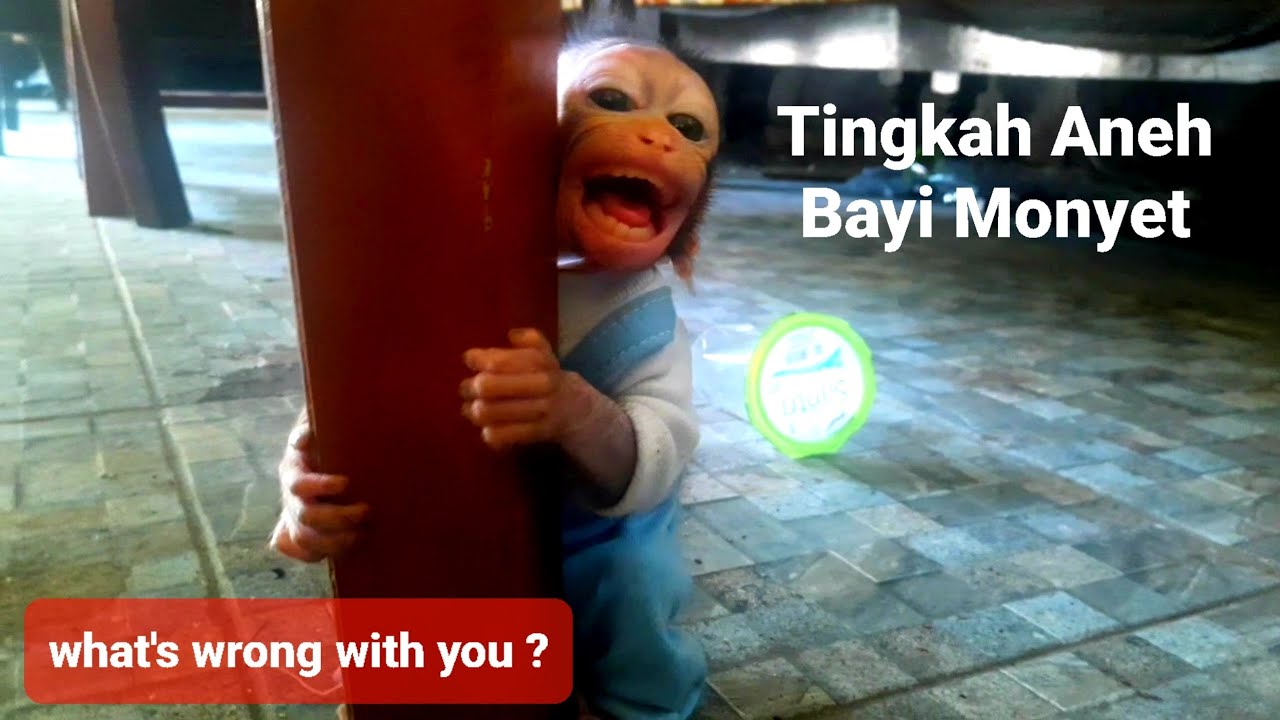 strange behavior of baby monkeys🙈