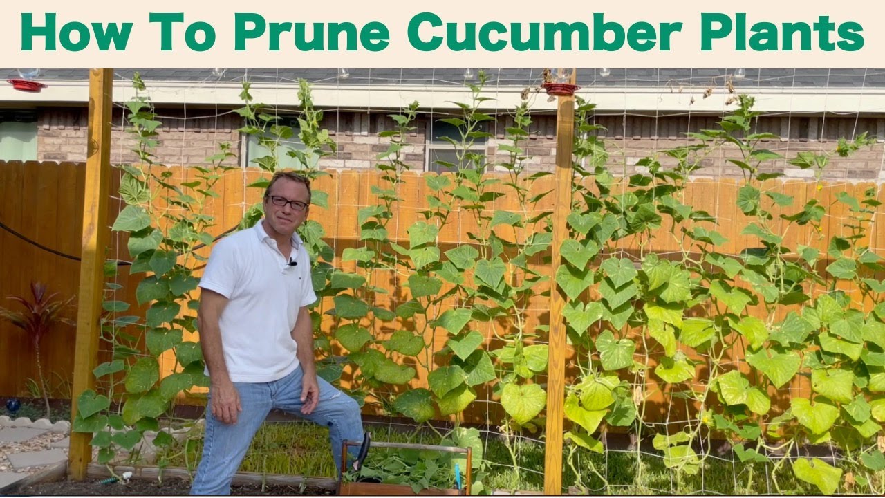 2023 Fall Garden Week 2 - How to Prune Cucumber Plants