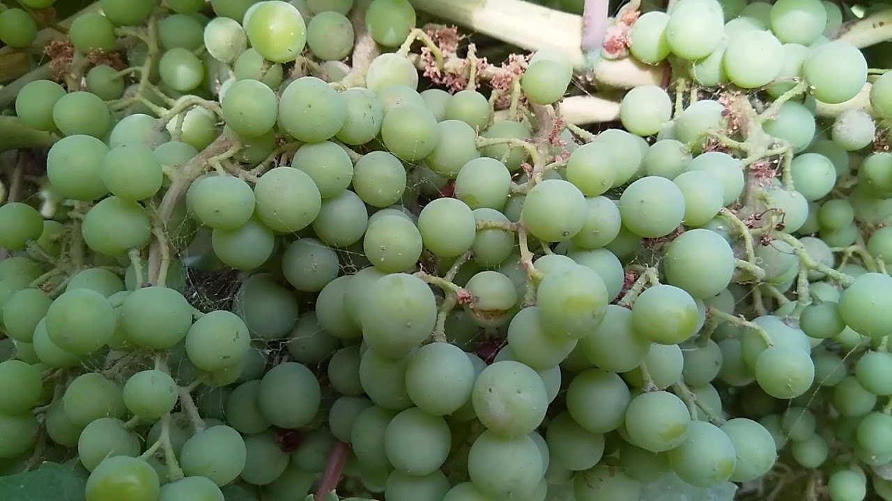 King ruby grapes farm