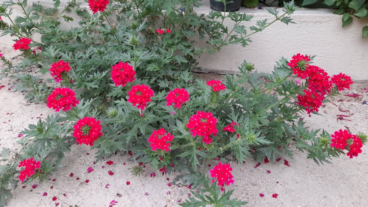 REPLANTEI OS BEIJO/LIMPEZA NAS PLANTAS/LINDAS FLORES #1k #jardimemcasa 